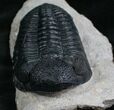 Gorgeous Phacops Trilobite - Rare Type #8144-2